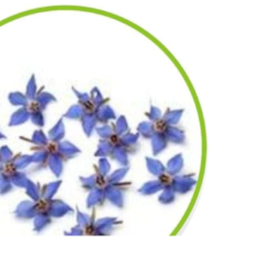 Borage oil