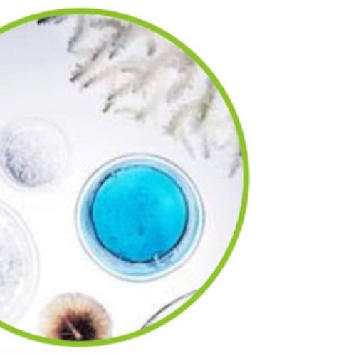 Marine collagen peptides